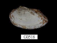 藏品(布氏魁蛤)的圖片